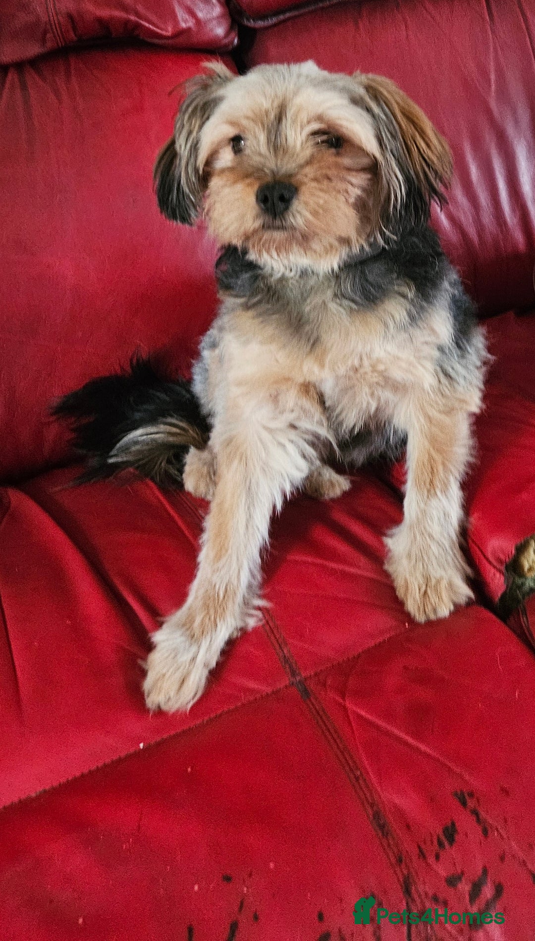 Mixed Breed dogs for sale: Shihpoo x Pomeranian girl available - Advert 3