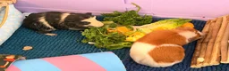 Guinea Pig rodents for sale: Bonded female guinea pigs for sale with cage - Advert 4