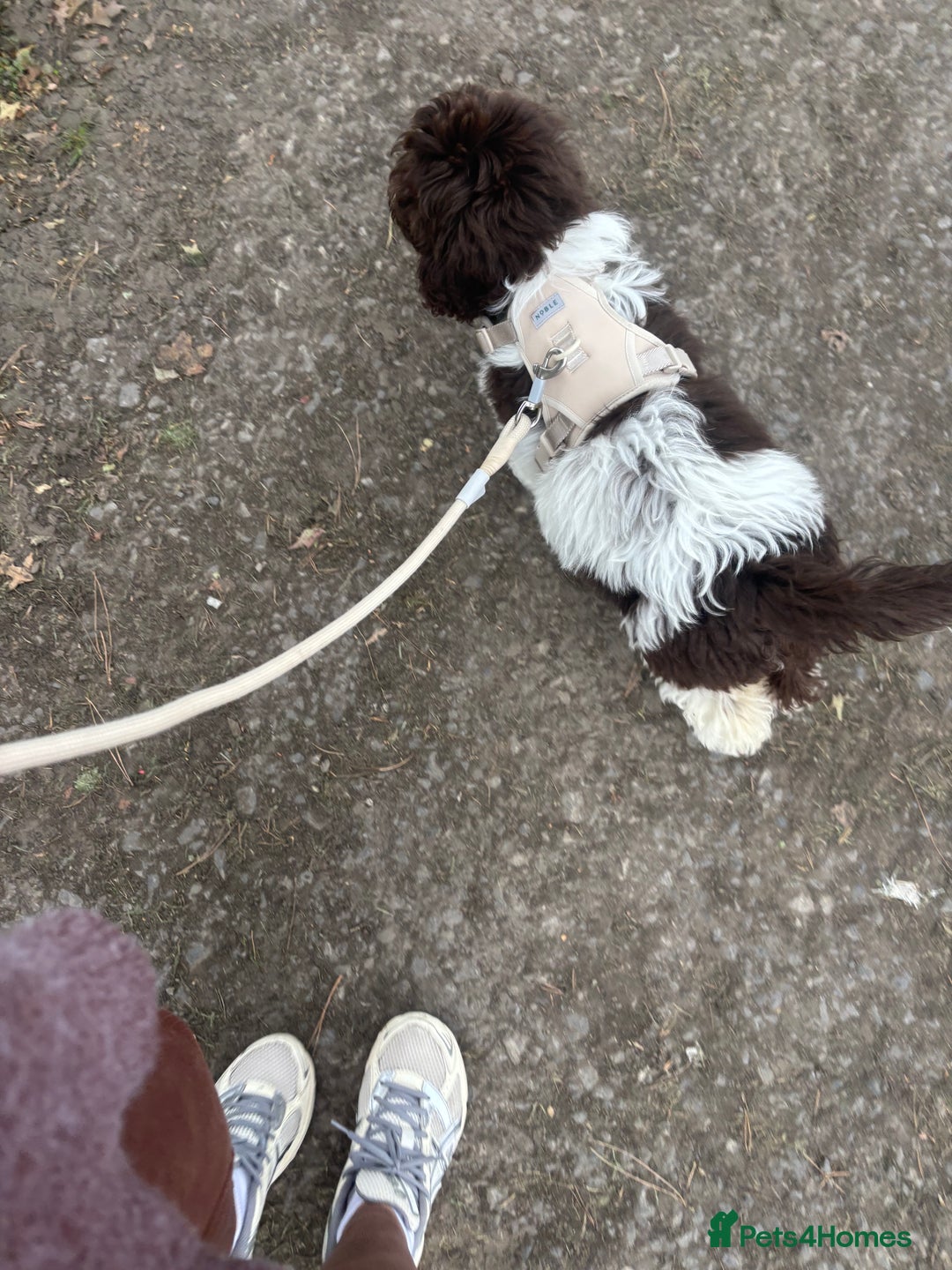 Labradoodle dogs for sale: Beautiful Labradoodle  - Image 3