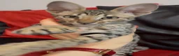 Savannah cats for sale: Pure Pedigree! Top Quality Tica Registr. Savannahs - Advert 22