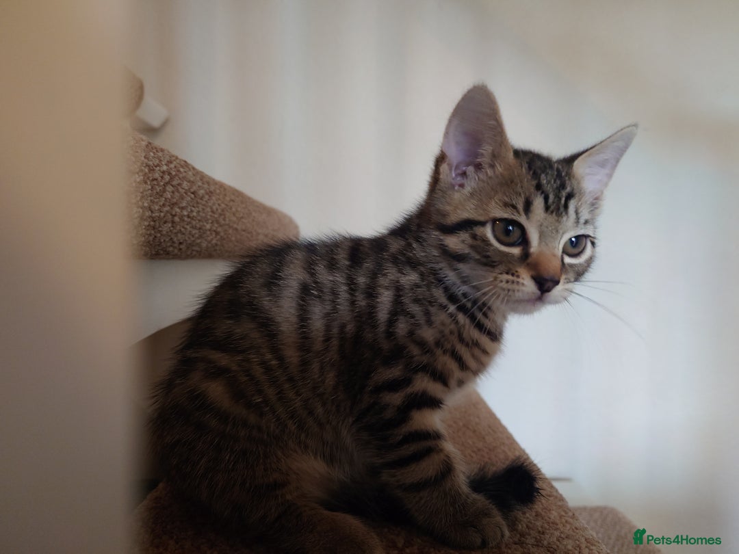 Mixed Breed cats for sale: 6 kittens of a Persian mum with Tuft ears. - Advert 10