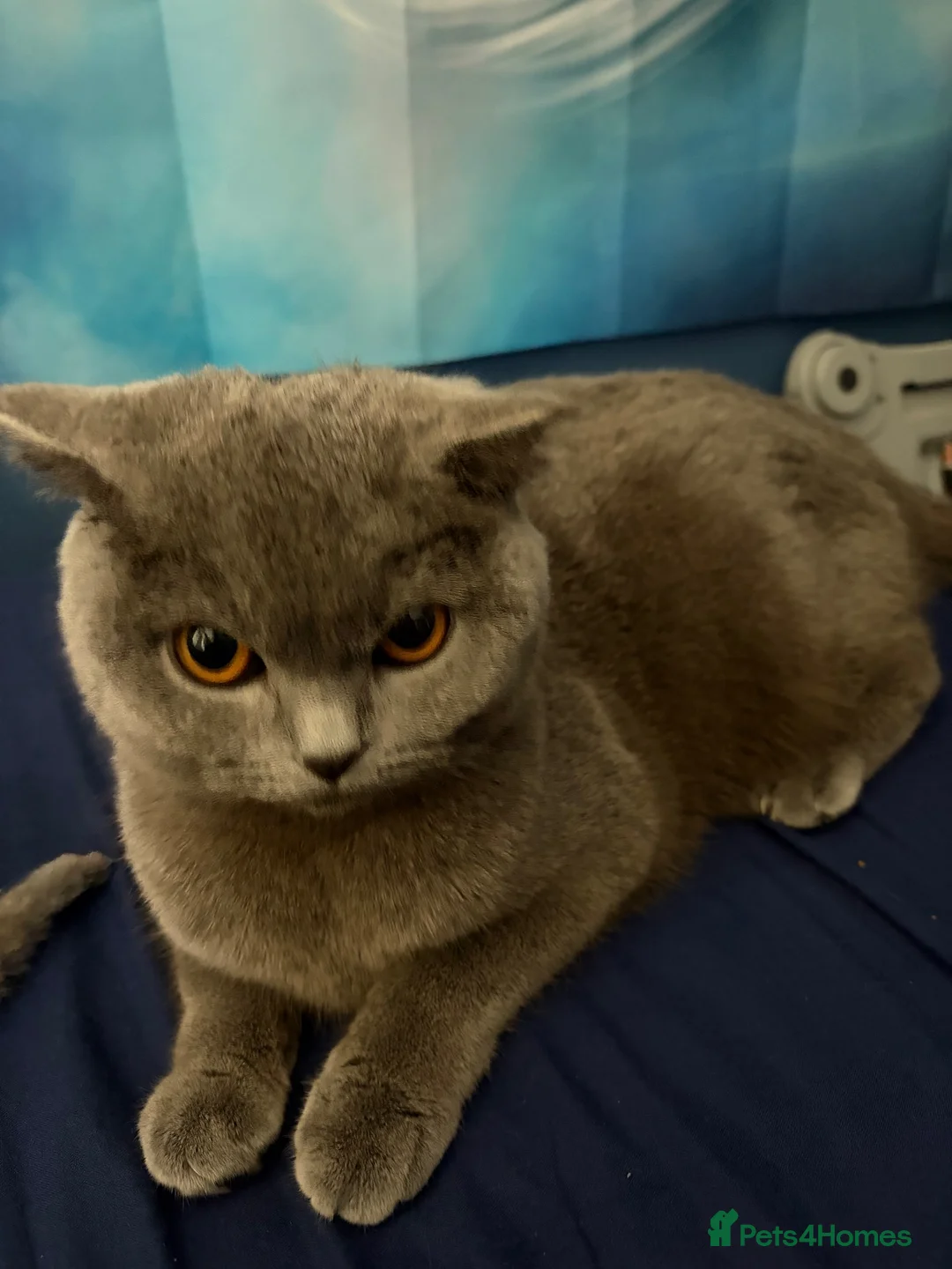 British Shorthair cats for sale: BSH kittens  - Advert 2