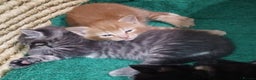 Mixed Breed cats for sale: Amazing, very beautiful kittens 3 boys, 1 girl - Advert 28