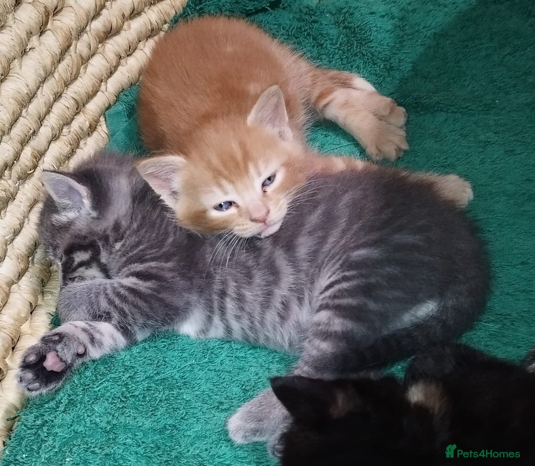 Mixed Breed cats for sale: Amazing, very beautiful kittens 3 boys, 1 girl - Advert 28
