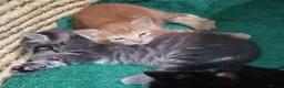 Mixed Breed cats for sale: Amazing, very beautiful kittens 3 boys, 1 girl - Advert 15