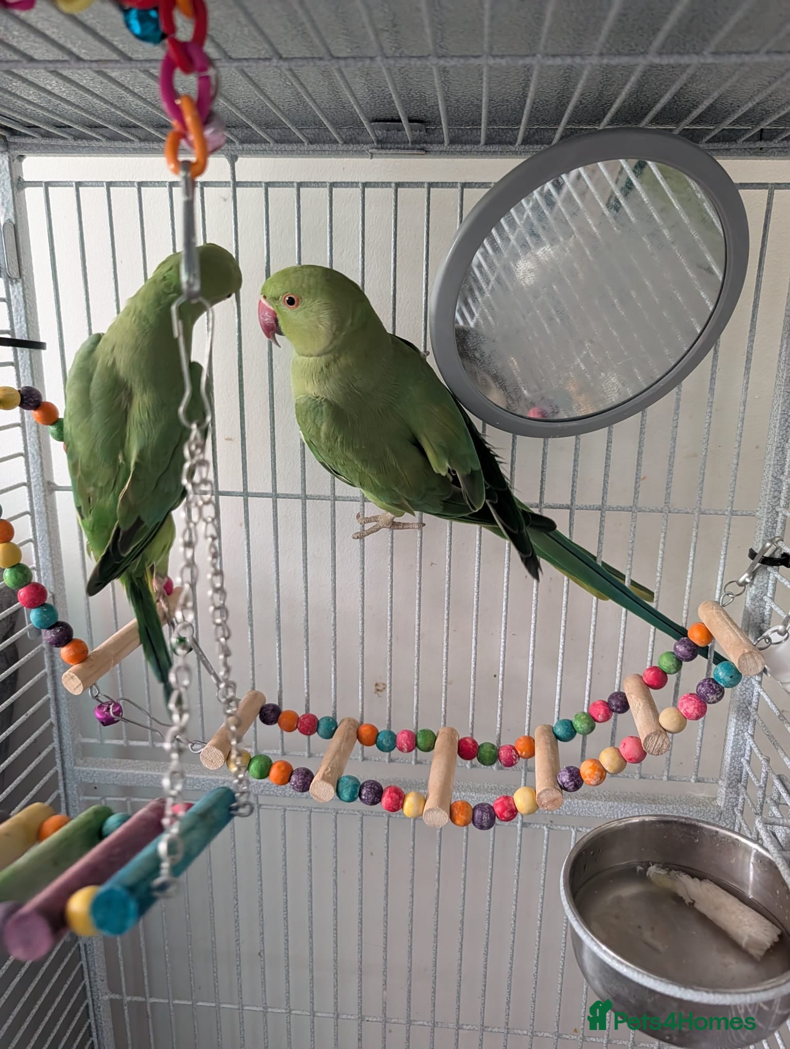 Parrots birds Pair of Indian Ringneck Parrots with Full Setup - Advert 1