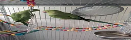 Parrots birds for sale: Pair of Indian Ringneck Parrots with Full Setup in Manchester - Advert 1