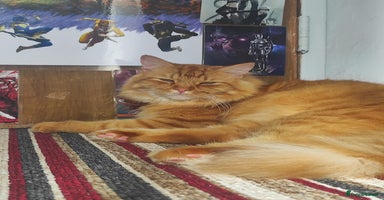 Persian cats - Advert 6