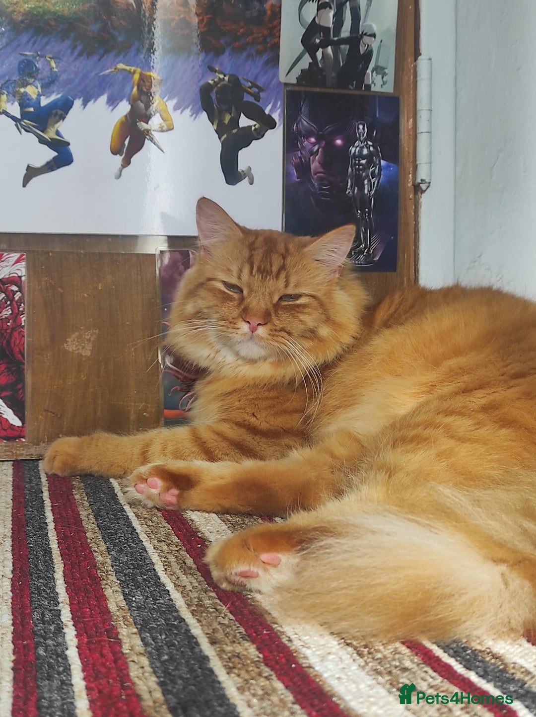 Persian cats for sale: Neutered, Vaccinated Ginger Boy for Forever Home - Image 2