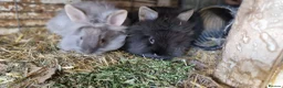 Lionhead rabbits for sale: Cute fluffy friendly lionhead babies-2boys left - Advert 18