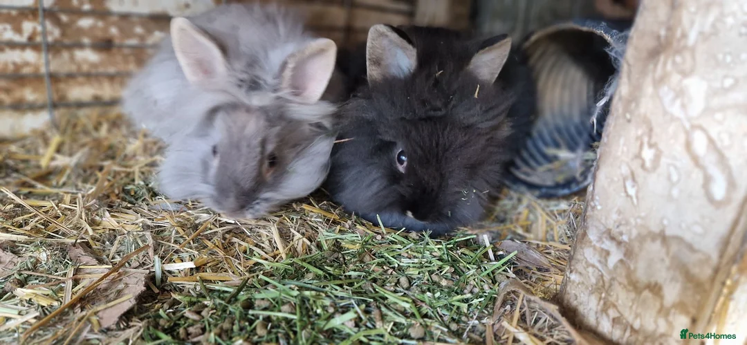 Lionhead rabbits for sale: Cute fluffy friendly lionhead babies-2boys left - Advert 18