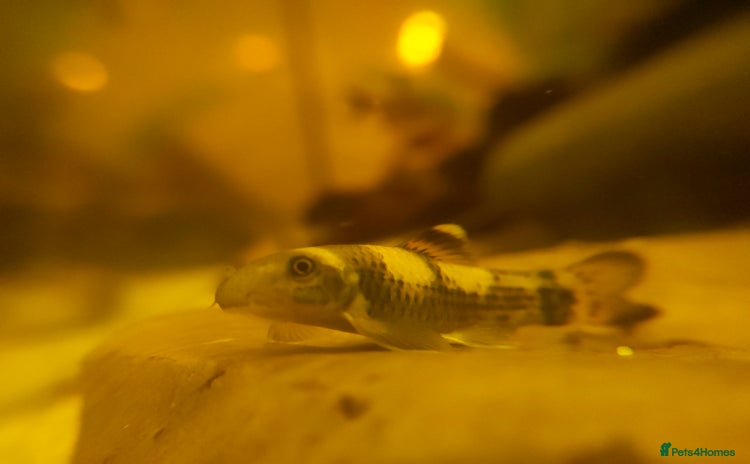 Other/Mixed Breed fish - Advert 8