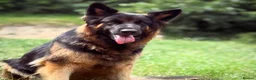 German Shepherd dogs for sale: Huge top quality 4th generation KC puppies - Advert 3