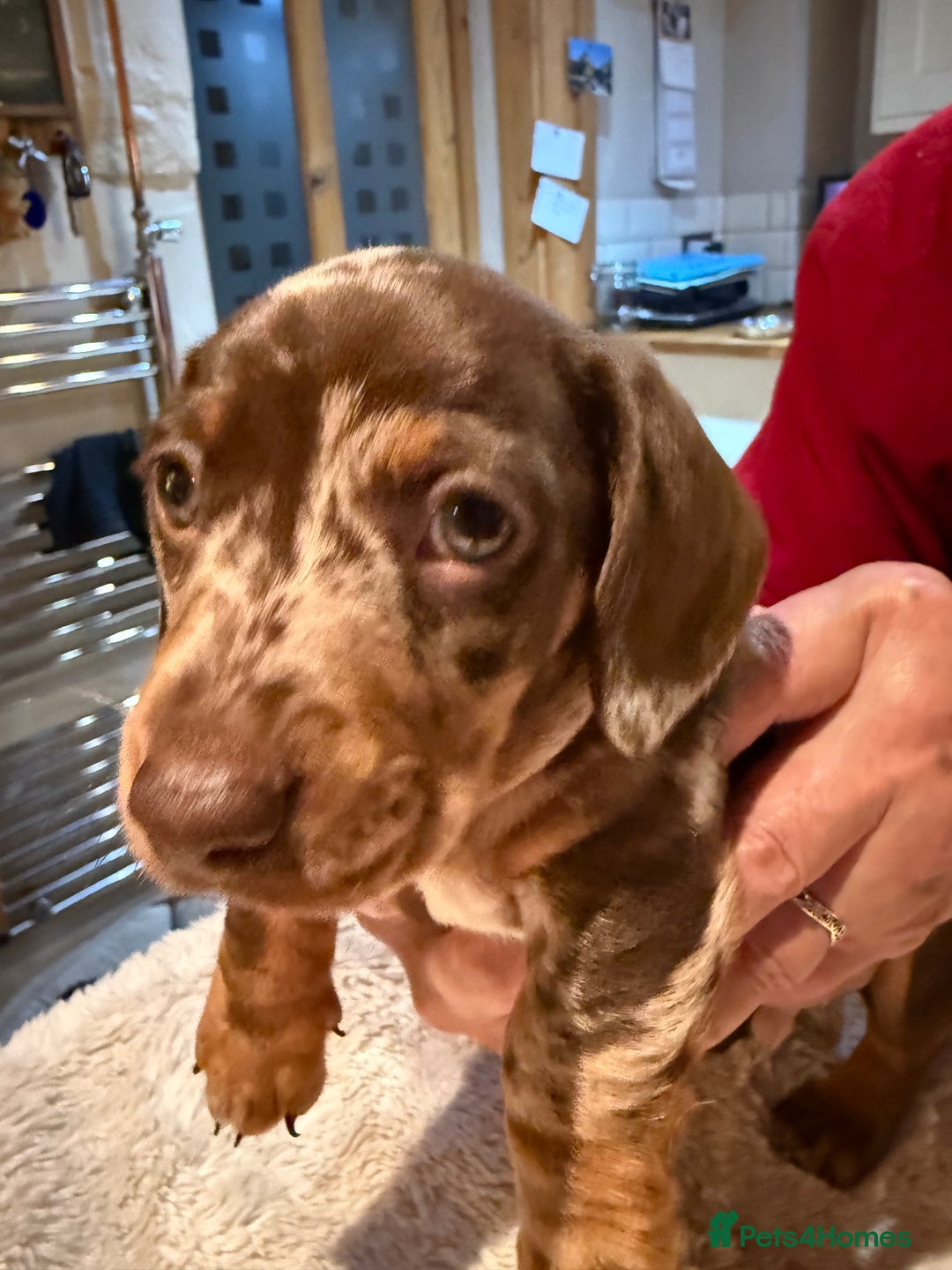 Miniature Dachshund dogs for sale: Miniature Dachshund puppies for sale - Advert 15