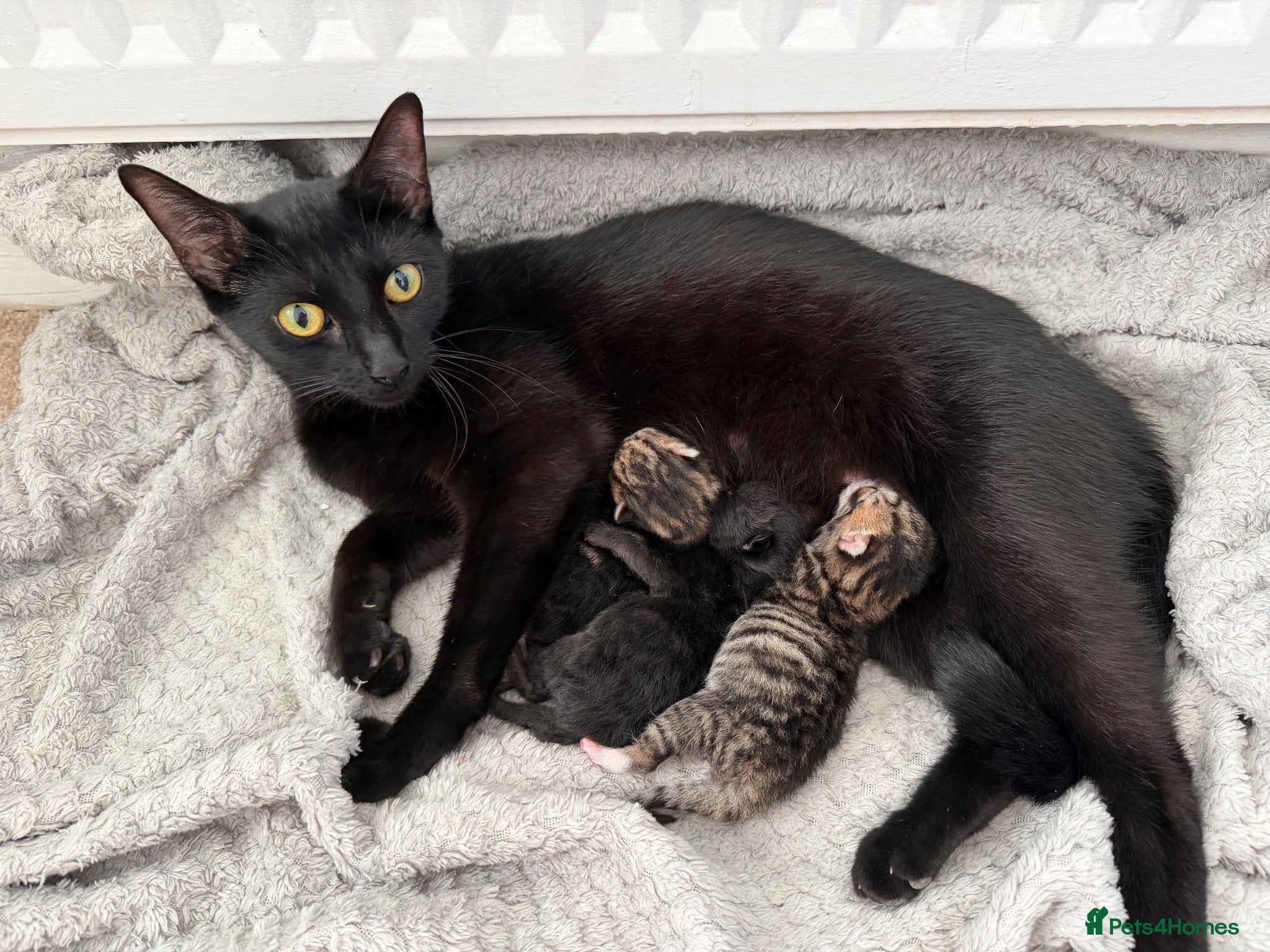Mixed Breed cats Mixed Breed Kittens  - Advert 4