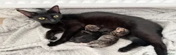 Mixed Breed cats for sale: Mixed Breed Kittens  - Advert 1