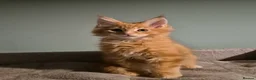 Maine Coon cats for sale: Fluffy Maine Coon kittens - Advert 18