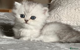 Persian cats for sale: Doll faced Persian kittens - Image 8