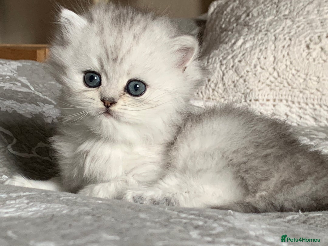 Persian cats for sale: Doll faced Persian kittens - Image 8