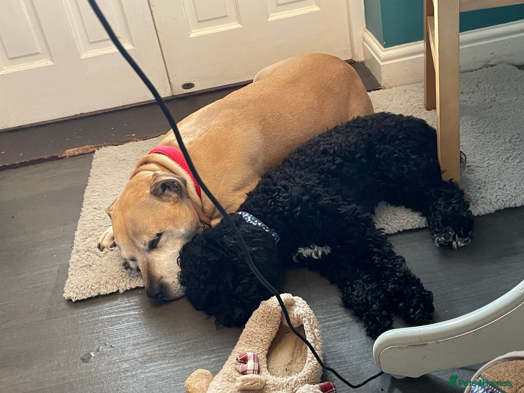 Mixed Breed dogs for sale: Black cockerpoo  for sale  - Image 3