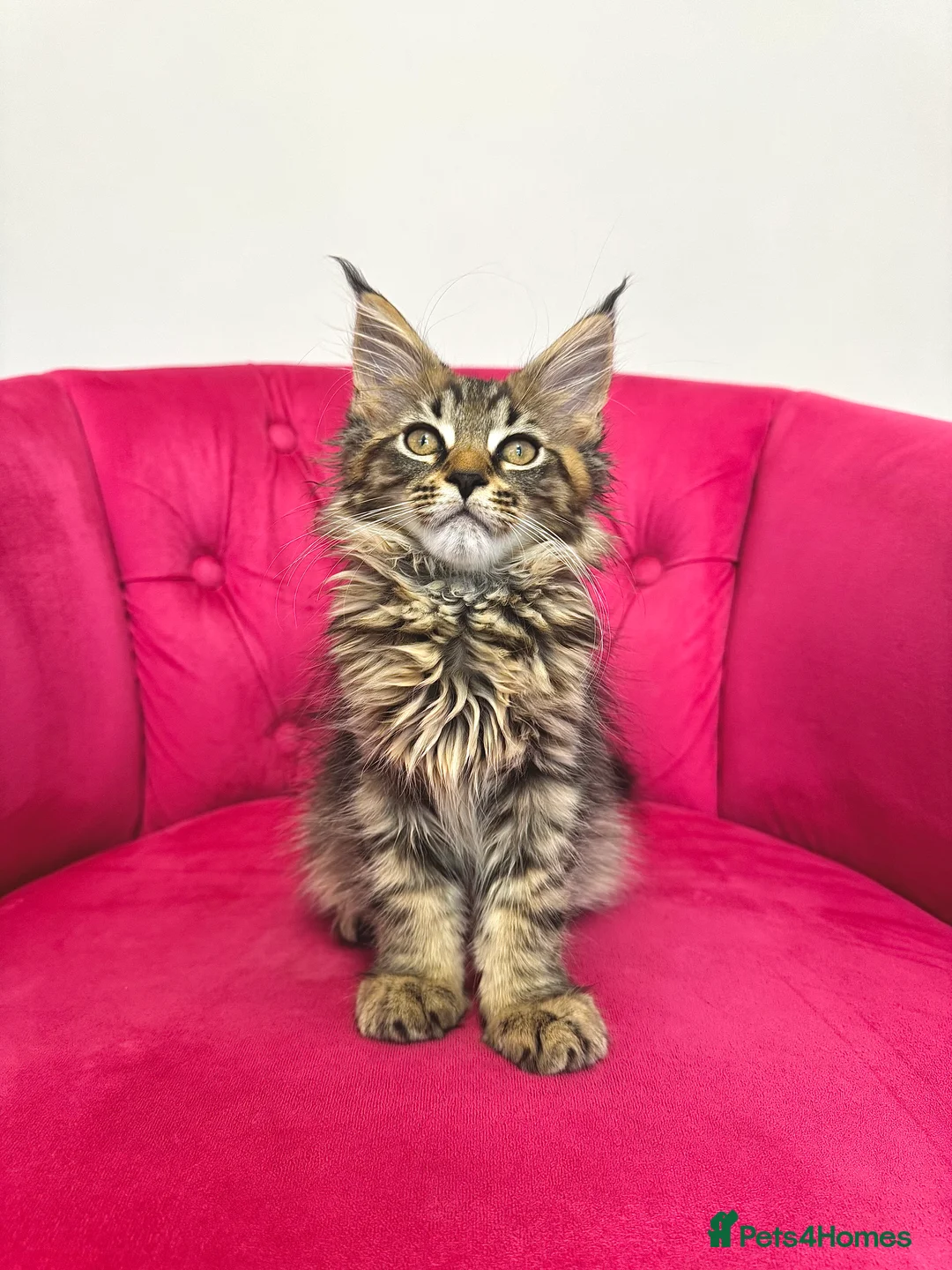 Maine Coon cats for sale: MaineCoon Kittens 🏆20+Gen🧬 Outstadning Pedigree - Advert 6