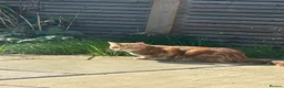 Domestic Shorthair cats for sale: 2 domestic shorthair cats male and female - Advert 6