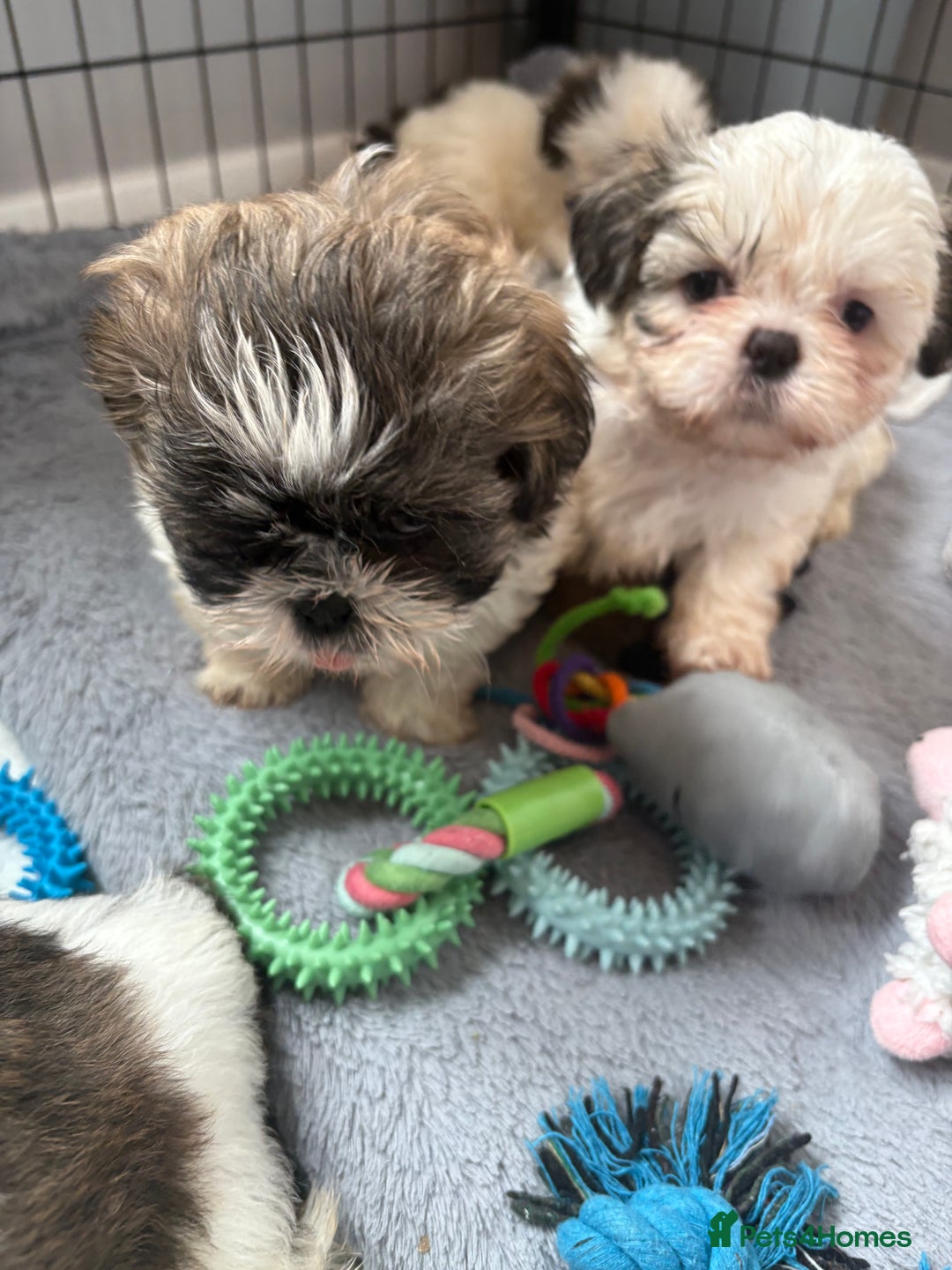 Shih Tzu dogs for sale: 4 Shih tzu girls  - Image 19