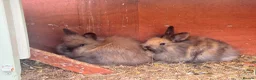 Mini Lion Lop rabbits for sale: Gorgeous Mini lion lops 2 remaining. - Advert 4