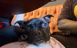 Mixed Breed dogs for sale: Piglet - Image 2