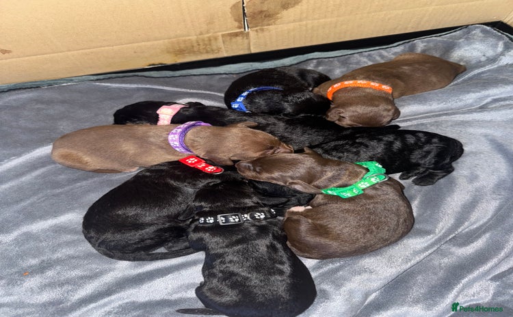 Bedlington Terrier dogs Bedlington whippet  - Advert 15