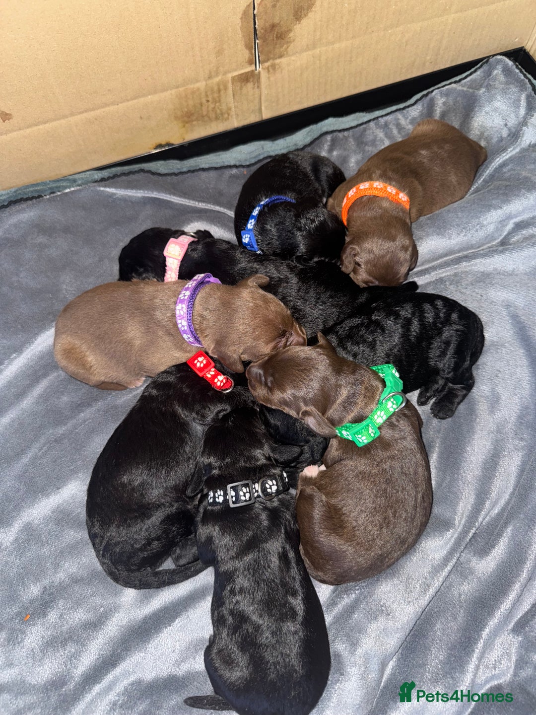 Bedlington Terrier dogs for sale: Bedlington whippet  - Advert 18