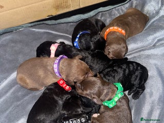 Bedlington Terrier dogs Bedlington whippet - Advert 1