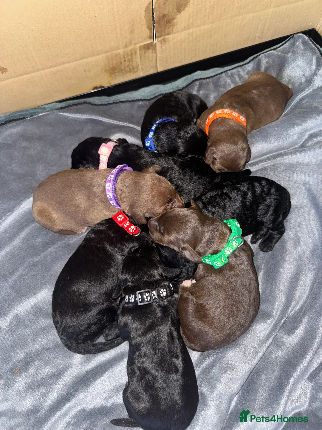 Bedlington Terrier dogs for sale: Bedlington whippet  - Advert 18