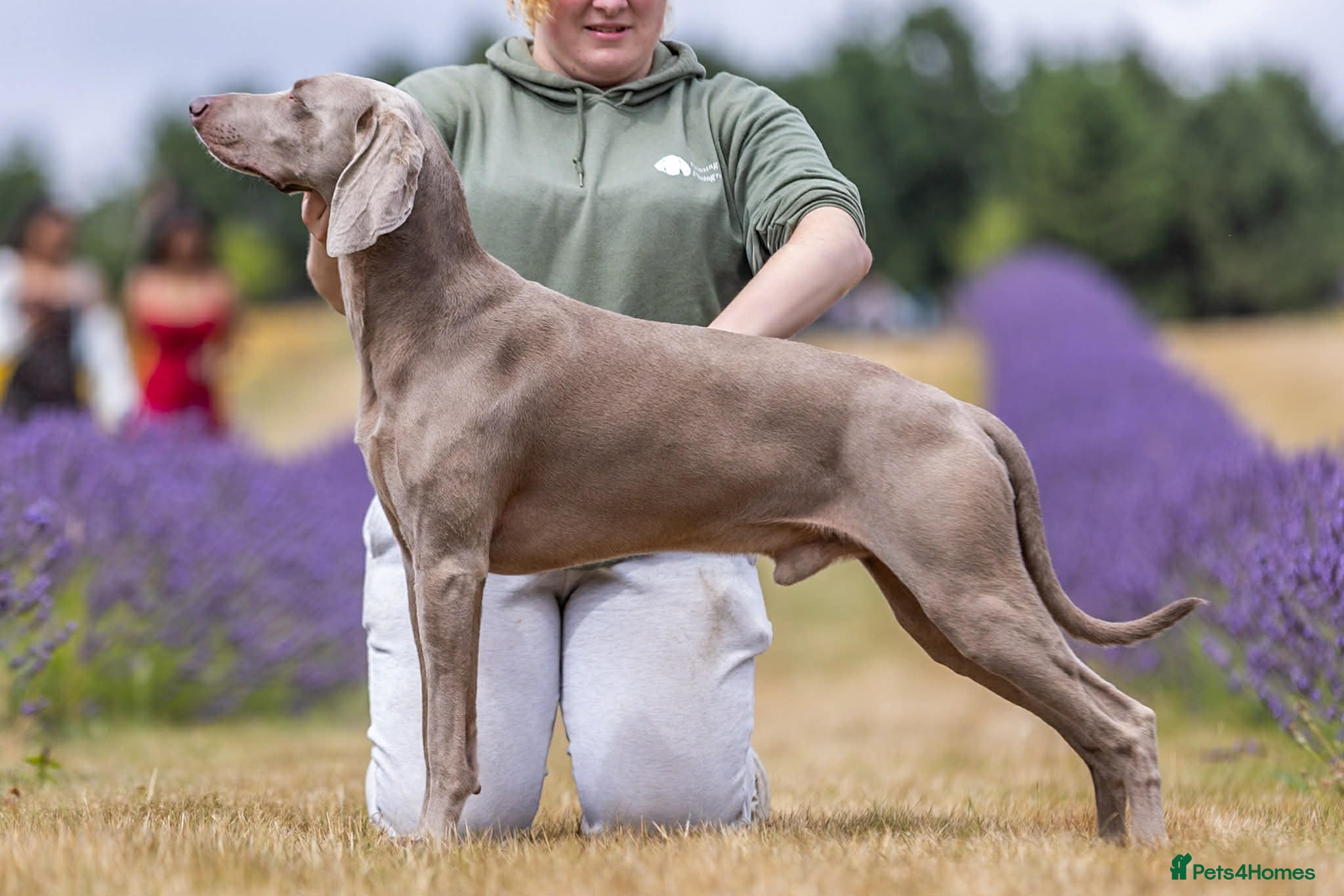 Weimaraner dogs KC Health Tested Show Weimaraner for Stud - Advert 13