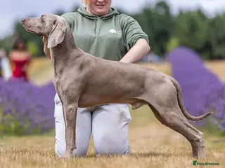 Weimaraner dogs KC Health Tested Show Weimaraner for Stud - Advert 13