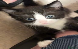 Mixed Breed cats for sale: 3 beautiful black and white kittens  - Image 15