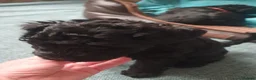 Kerry Blue Terrier dogs for sale: Kerry blue terrier puppies - Advert 13
