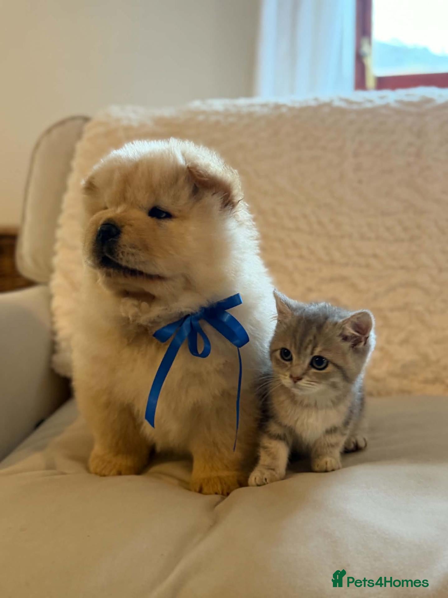 British Shorthair cats Gorgeous Lilac Golden & Blue Golden kittens - Advert 2