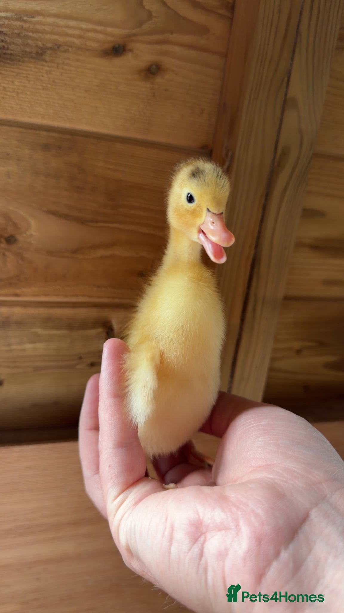 Ducks poultry for sale: Indian Runner Ducklings - Advert 2