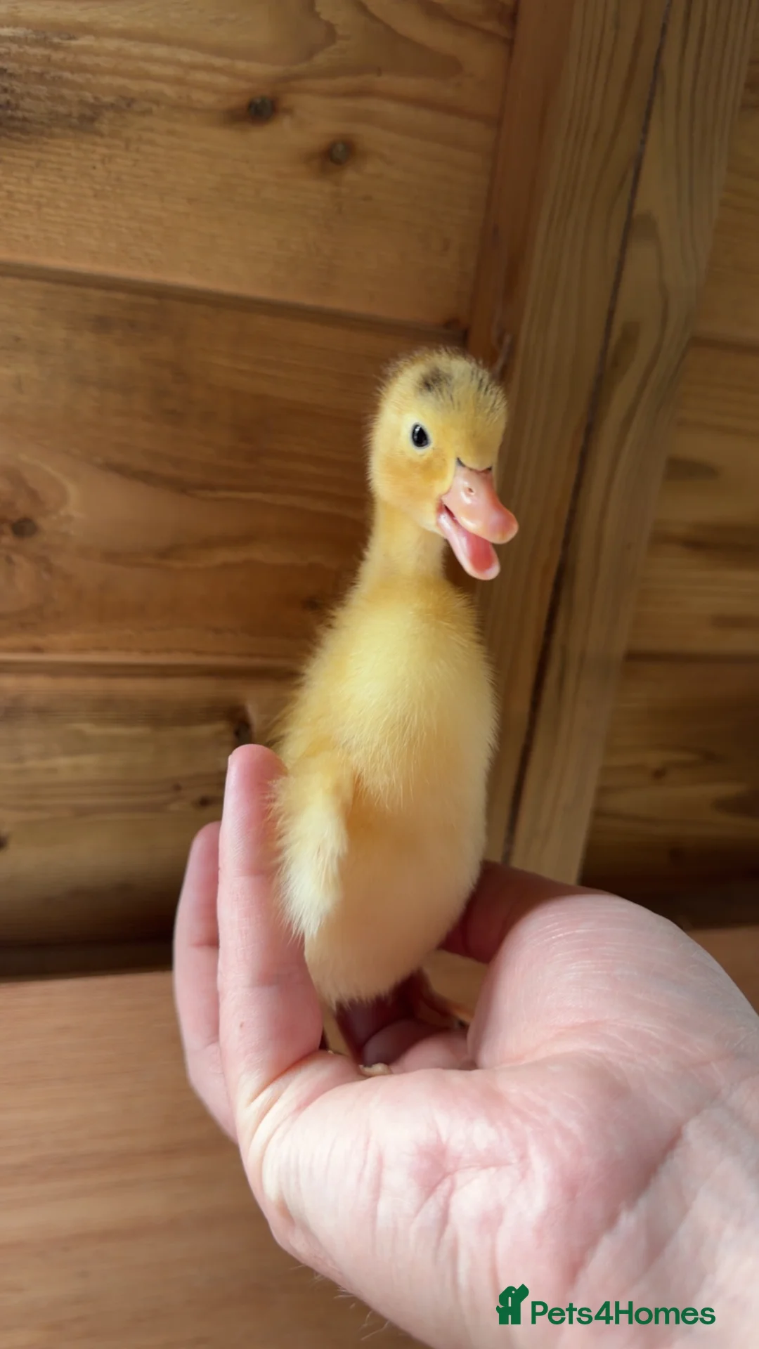 Ducks poultry for sale: Indian Runner Ducklings - Advert 1
