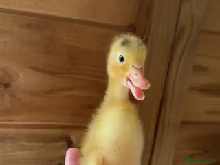 Ducks poultry for sale: Indian Runner Ducklings - Advert 2
