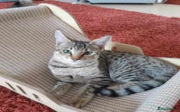 Savannah cats for sale: F5 Full Pedigree Tica Registered Girl Kitten - Image 15