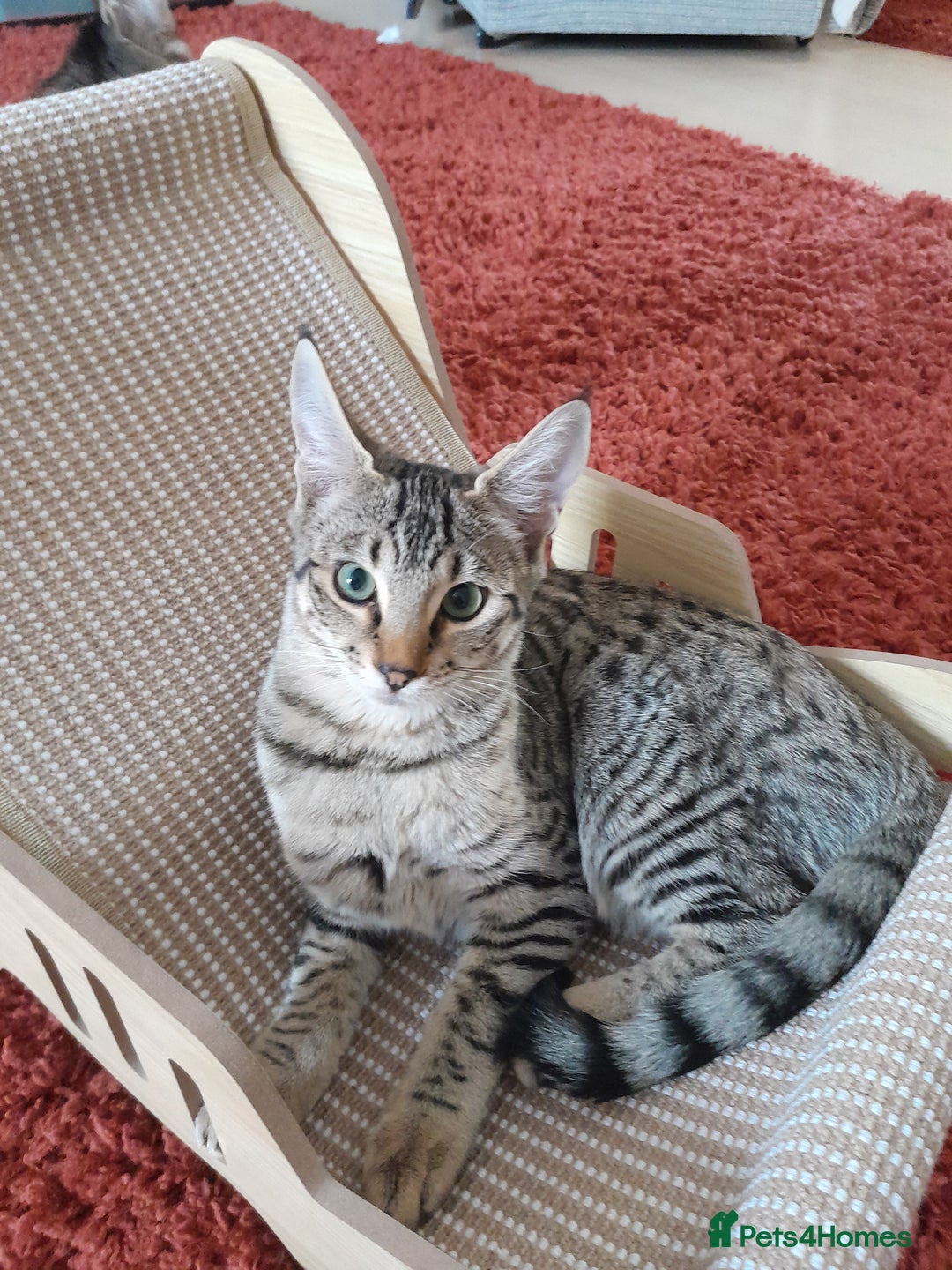 Savannah cats for sale: F5 Full Pedigree Tica Registered Girl Kitten - Image 15