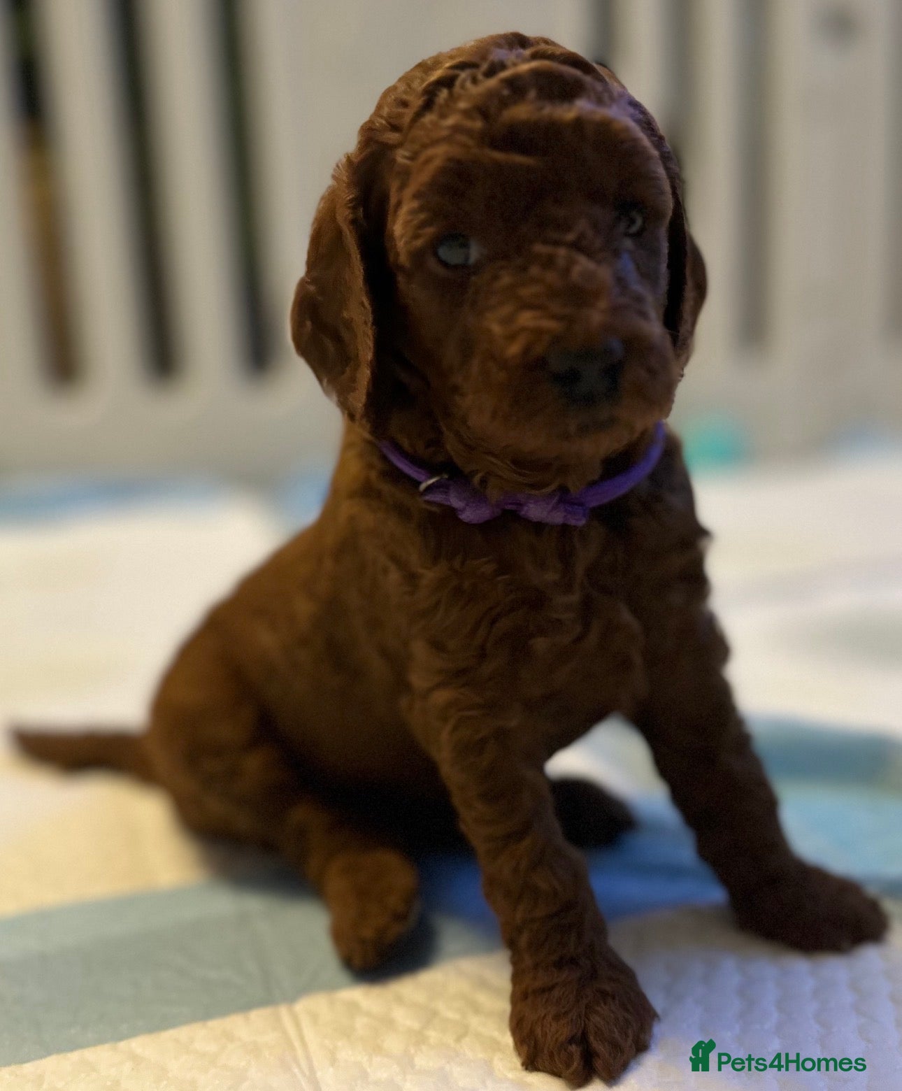 Mini Goldendoodle dogs Deep Red Mini Goldendoodle  - Advert 13
