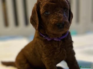 Mini Goldendoodle dogs Deep Red Mini Goldendoodle - Advert 13