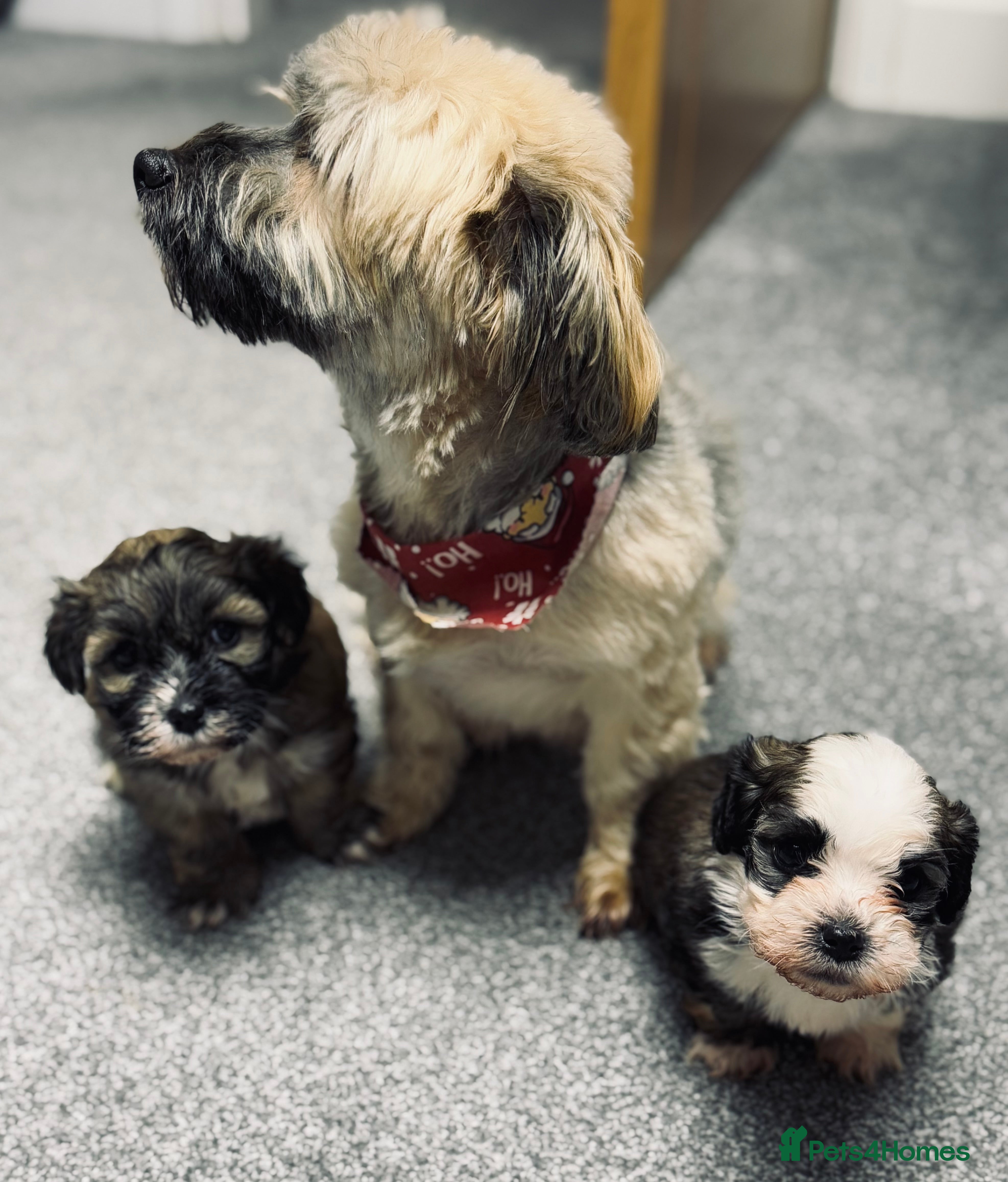 Havanese dogs Adorable Havanese Puppies for sale - Advert 1