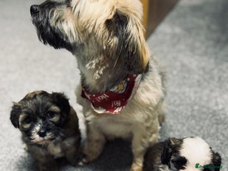 Havanese dogs Adorable Havanese Puppies for sale - Advert 17