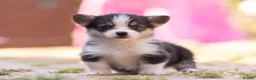 Welsh Corgi Pembroke dogs for sale: Show quality Pembrokeshire corgi READY NOW!!! - Advert 18