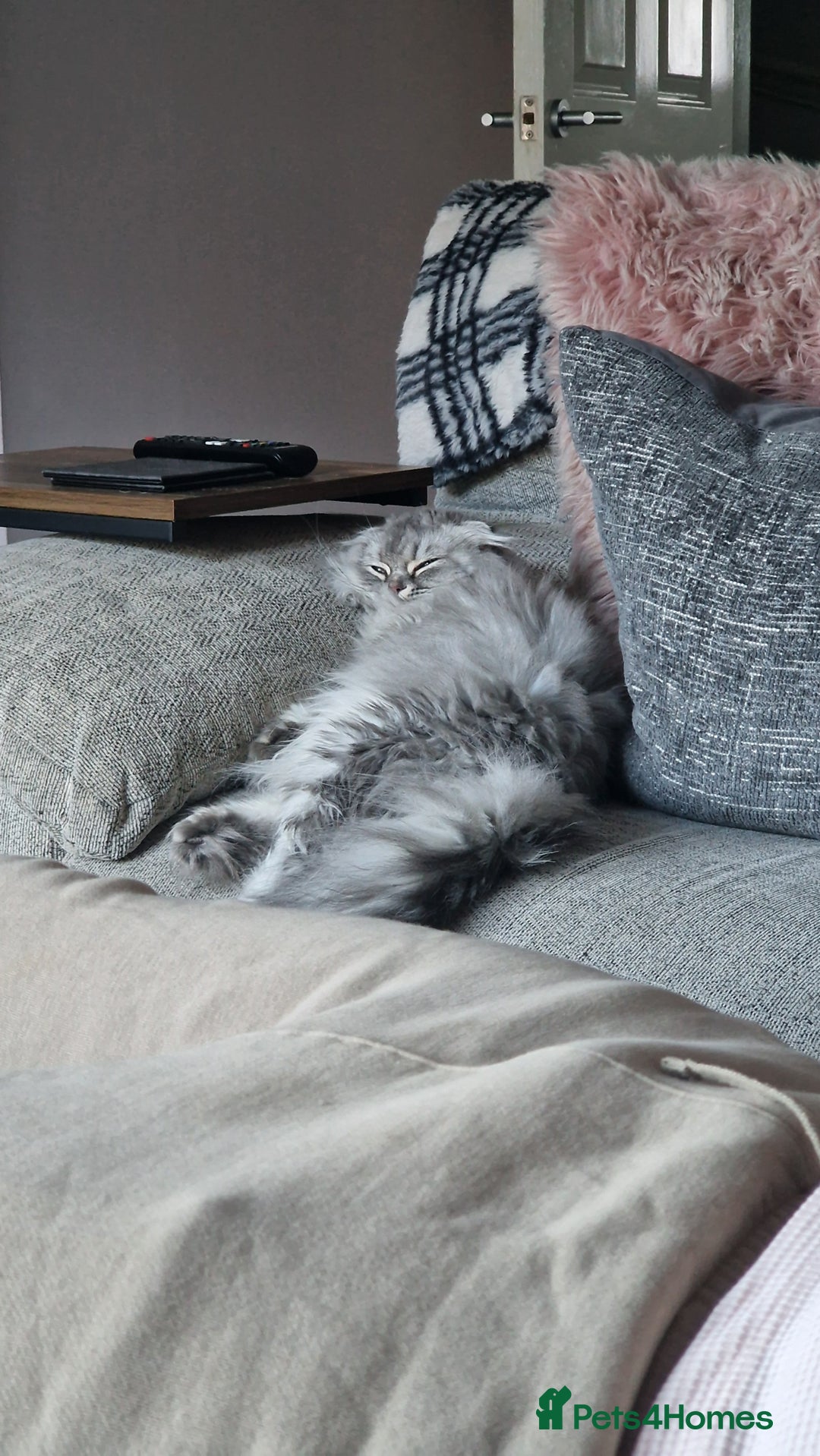 Scottish Fold cats for sale: Scottish fold long hair  - Image 3
