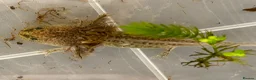 Axolotl reptiles for sale: Baby axolotl for sale  - Advert 5